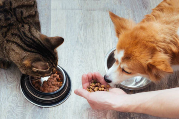 Khẩu phần dinh dưỡng cho chó và mèo cần đáp ứng đầy đủ các axit amin thiết yếu