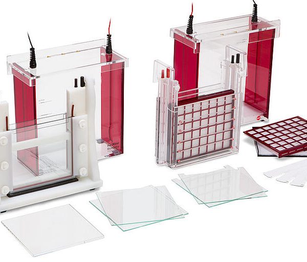 Điện di gel polyacrylamide